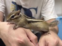 シマリス ♀（2026年春生まれの新生児）懐っこいです♪の画像2