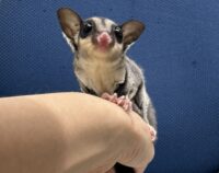フクロモモンガ　タイ産ベビー♂超懐っこいです♪の画像6