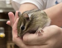 シマリス ♀（2026年春生まれの新生児）懐っこいです♪の画像8