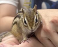 シマリス ♀（2026年春生まれの新生児）懐っこいです♪の画像4