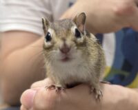 シマリス ♀（2026年春生まれの新生児）懐っこいです♪の画像5