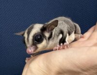 フクロモモンガ　タイ産ベビー♂超懐っこいです♪の画像7