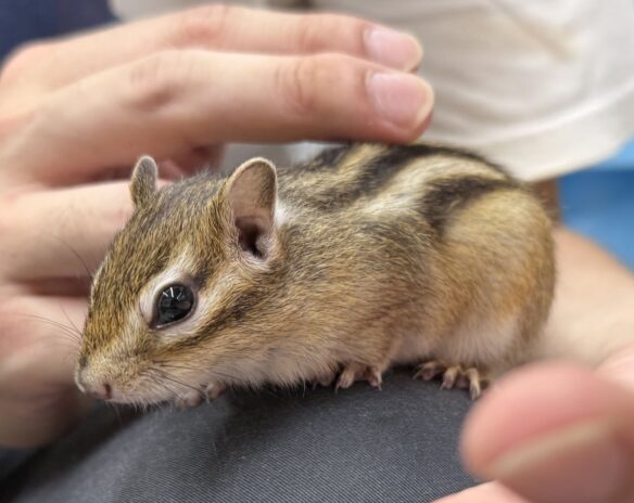 シマリス ♀（2026年春生まれの新生児）懐っこいです♪のメイン画像