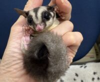 フクロモモンガ　タイ産ベビー♂超懐っこいです♪の画像9