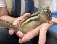 シマリス ♀（2026年春生まれの新生児）懐っこいです♪の画像10