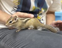 シマリス ♀（2026年春生まれの新生児）懐っこいです♪の画像6