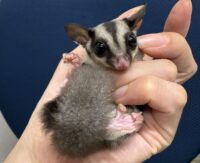 フクロモモンガ　タイ産ベビー♂超懐っこいです♪の画像1