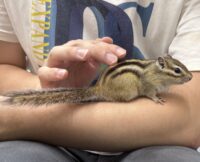 シマリス ♀（2026年春生まれの新生児）懐っこいです♪の画像7