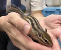 シマリス ♀（2026年春生まれの新生児）懐っこいです♪の画像3