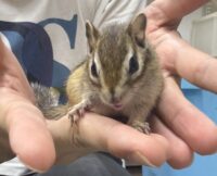 シマリス ♀（2026年春生まれの新生児）懐っこいです♪の画像9