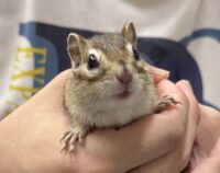 シマリス ♀（2026年春生まれの新生児）懐っこいです♪の画像1