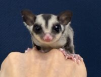 フクロモモンガの画像1