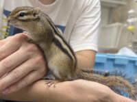 シマリス♂（2026年春生まれの新生児）懐っこいです♪の画像2