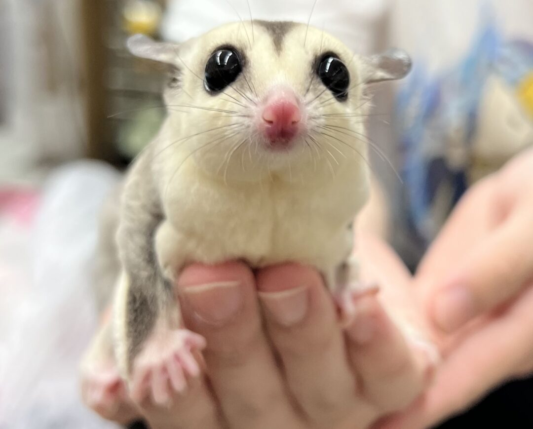 フクロモモンガ | ピュアアニマル