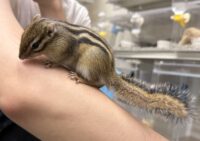 シマリス♂（2026年春生まれの新生児）懐っこいです♪の画像3