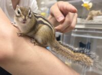 シマリス♂（2026年春生まれの新生児）懐っこいです♪の画像4