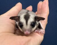 フクロモモンガの画像7