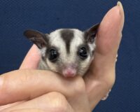 フクロモモンガの画像3