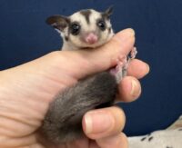 フクロモモンガの画像4