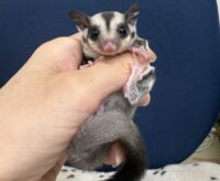 フクロモモンガの画像2