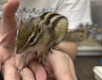 シマリス♂（2026年春生まれの新生児）懐っこいです♪の画像7
