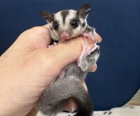 フクロモモンガの画像8