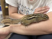 シマリス♂（2026年春生まれの新生児）懐っこいです♪の画像8