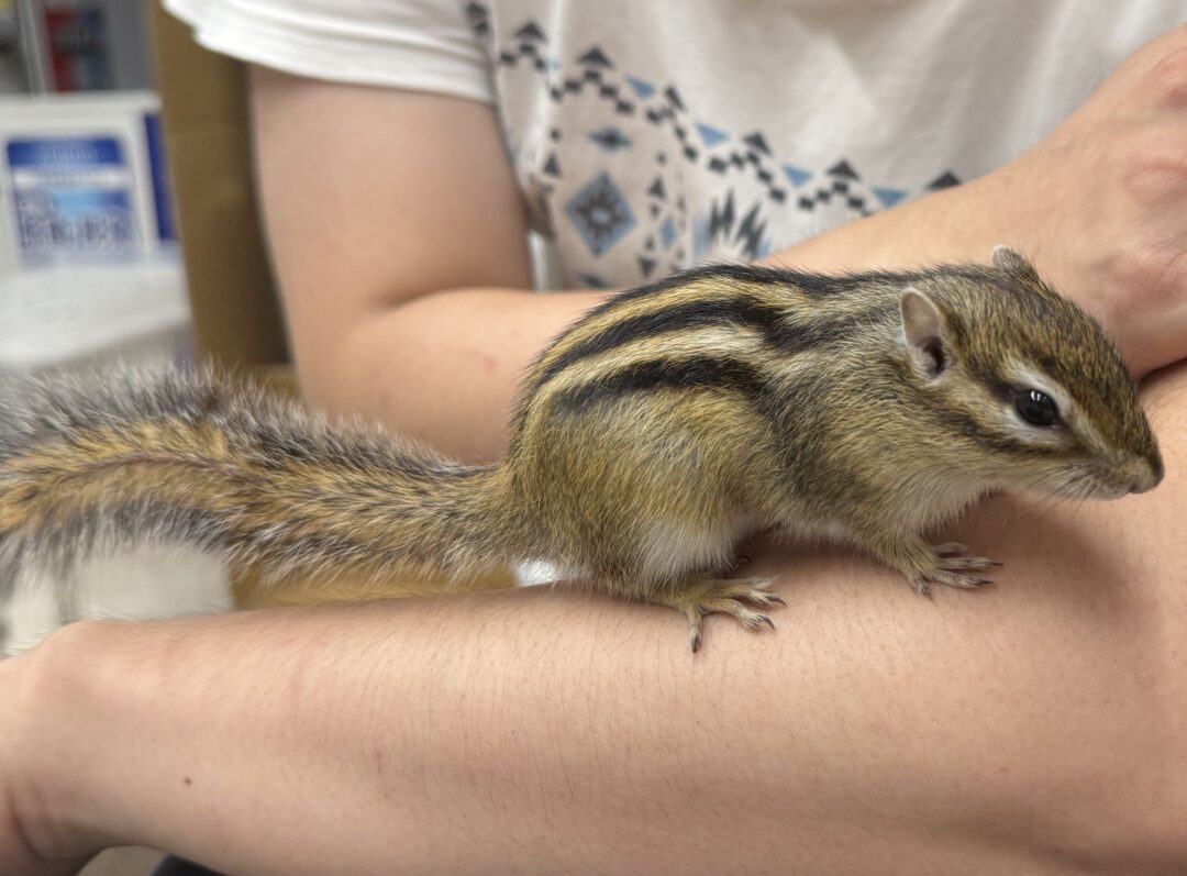 シマリス♂（2026年春生まれの新生児）懐っこいです♪のメイン画像