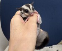 フクロモモンガの画像6