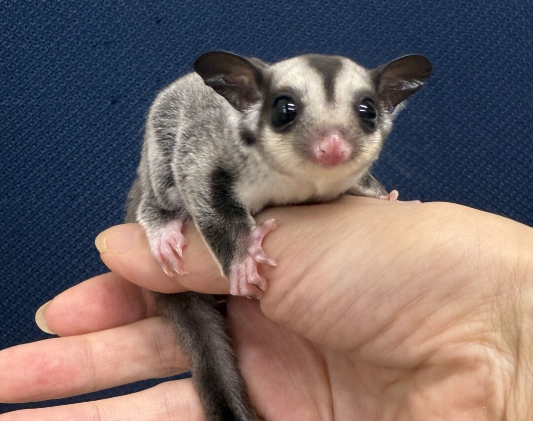 フクロモモンガのメイン画像