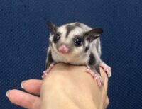 フクロモモンガの画像5