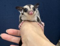 フクロモモンガの画像1