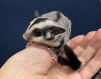 フクロモモンガの画像9