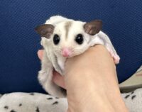 プラチナベビー♀（プラチナ×リューシスティック）超懐っこいです♪の画像2