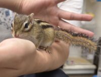 シマリス♂（2026年春生まれの新生児）懐っこいです♪の画像1