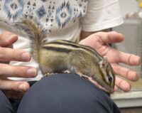 シマリス♂（2026年春生まれの新生児）懐っこいです♪の画像9