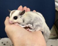 プラチナベビー♀（プラチナ×リューシスティック）超懐っこいです♪の画像11