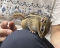 シマリス♂（2026年春生まれの新生児）懐っこいです♪の画像10