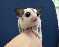 プラチナベビー♀（プラチナ×リューシスティック）超懐っこいです♪の画像1