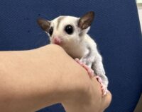 プラチナベビー♀（プラチナ×リューシスティック）超懐っこいです♪の画像4