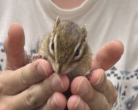 シマリス♂（2026年春生まれの新生児）懐っこいです♪の画像6