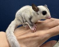 プラチナベビー♀（プラチナ×リューシスティック）超懐っこいです♪の画像5