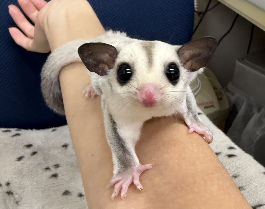 プラチナベビー♀（プラチナ×リューシスティック）超懐っこいです♪のメイン画像