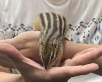 シマリス♂（2026年春生まれの新生児）懐っこいです♪の画像5