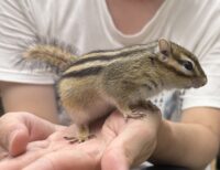 シマリス♂（2026年春生まれの新生児）懐っこいです♪の画像11