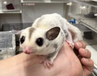 プラチナベビー♀（プラチナ×リューシスティック）超懐っこいです♪の画像6