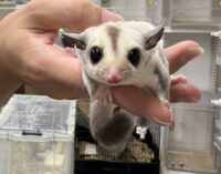 プラチナベビー♀（プラチナ×リューシスティック）超懐っこいです♪の画像3