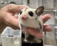 プラチナベビー♀（プラチナ×リューシスティック）超懐っこいです♪の画像7