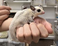 プラチナベビー♀（プラチナ×リューシスティック）超懐っこいです♪の画像8