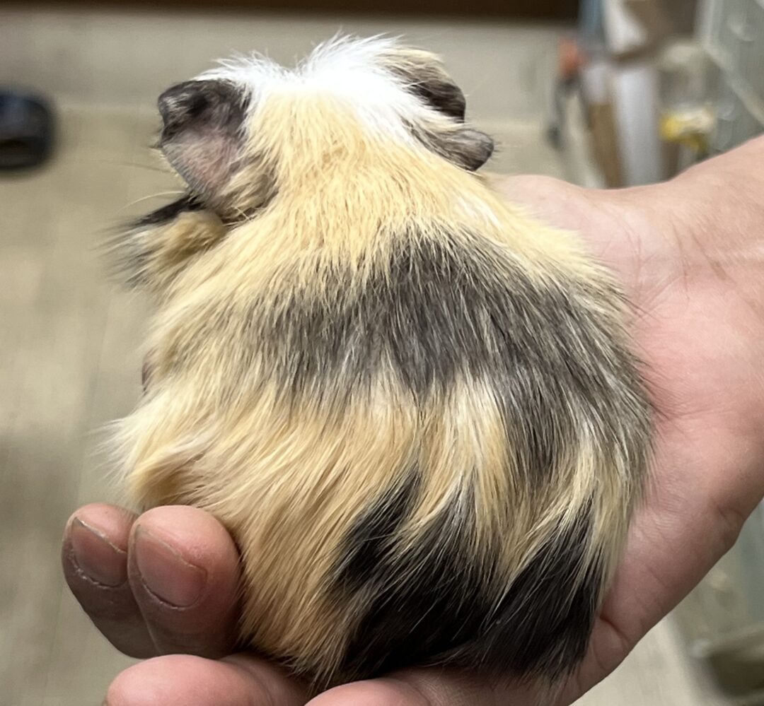 クレステッドモルモットべビー♂の画像1